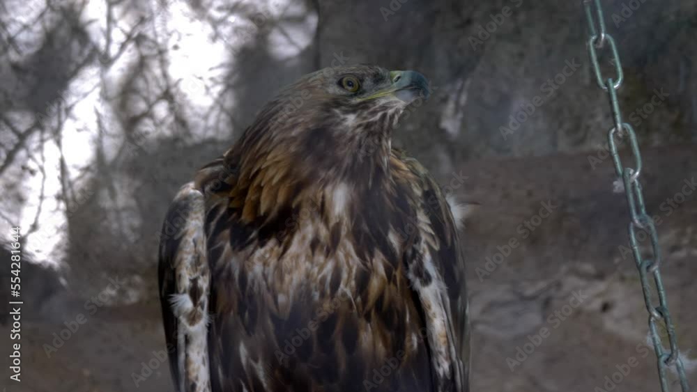 Bald Headed Eagle, close up shot with blurred background. Bald Headed Eagle, close up shot with blurred background.