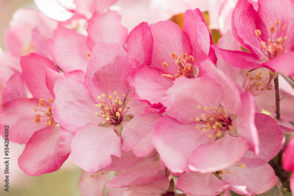 Close-up of pink apple blossoms; Alberta, Canada Close-up of pink apple blossoms; Alberta, Canada