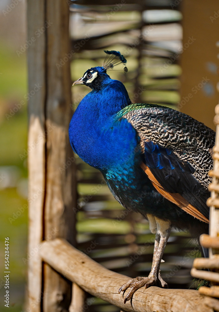 Russia. Dagestan. Portrait of a male peacock sitting on the railing of a wicker gazebo in a mini zoo near the famous Sarykum dune. Russia. Dagestan. Portrait of a male peacock sitting on the railing of a wicker gazebo in a mini zoo near the famous Sarykum dune.