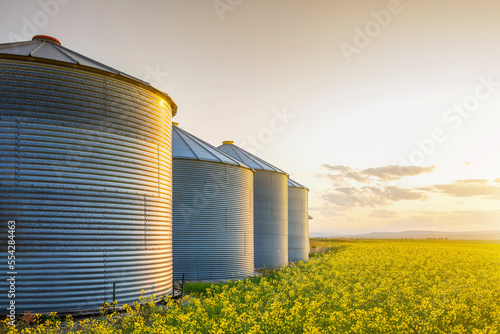 Metal silos in a row on a ripening canola field at sunrise; Alberta, Canada photo