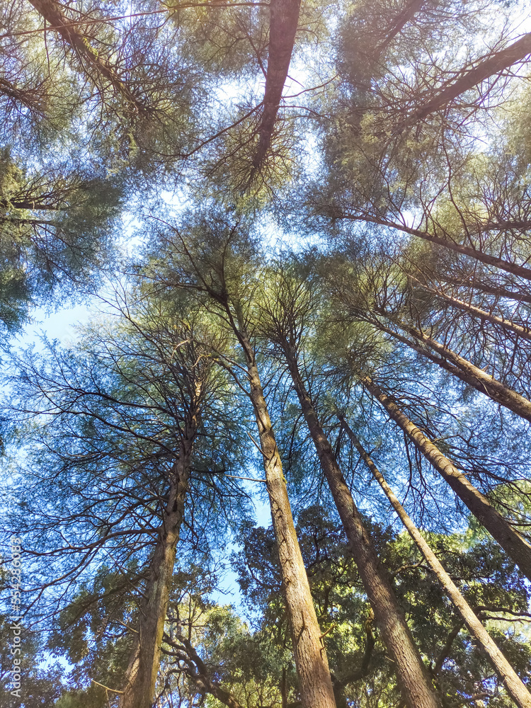 Fototapeta premium Tall pine trees top against blue sky.