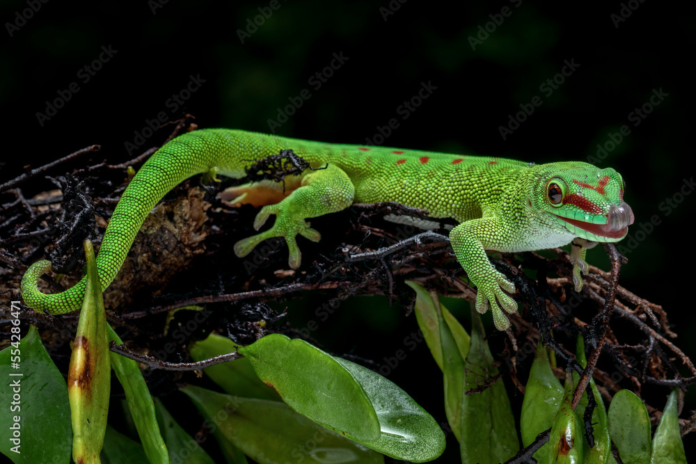 Fototapeta premium Madagascar Day Gecko (Phelsuma madagascariensis madagascariensis) on tree branch.