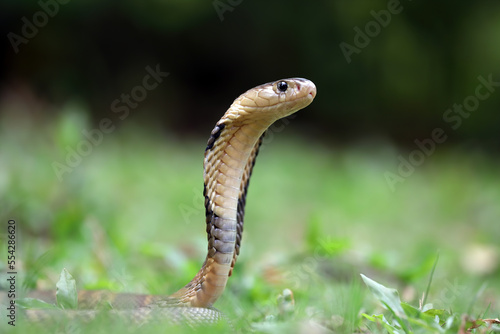 Cobra snake closeup on bokeh background.