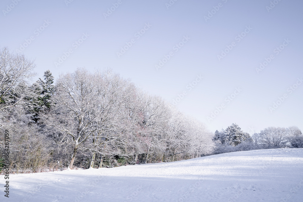 Snow covered trees on a small hill Snow covered trees on a small hill