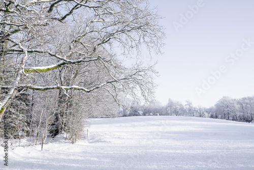 Branches hanging over a snowy field