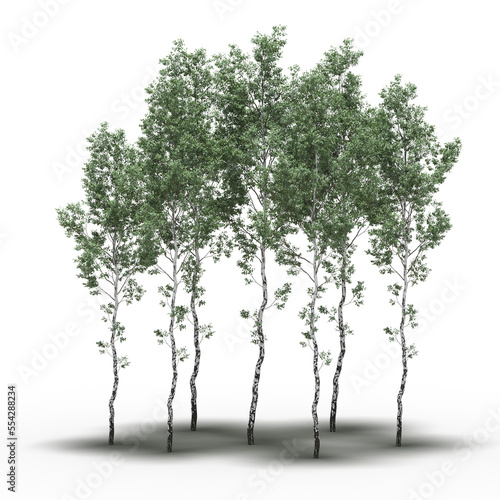group of trees with a shadow under it  isolated on white background  3D illustration  cg render