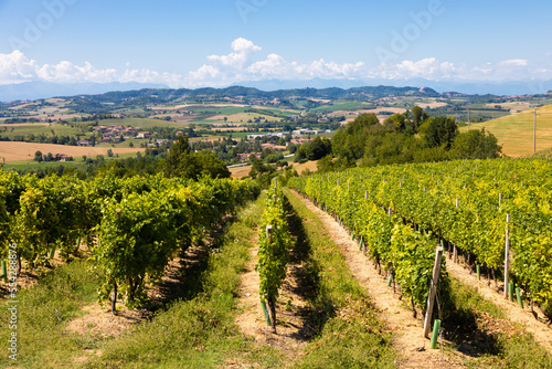 Barbera vineyard in Piedmont region, Italy. Countryside landscape in Langhe area photo