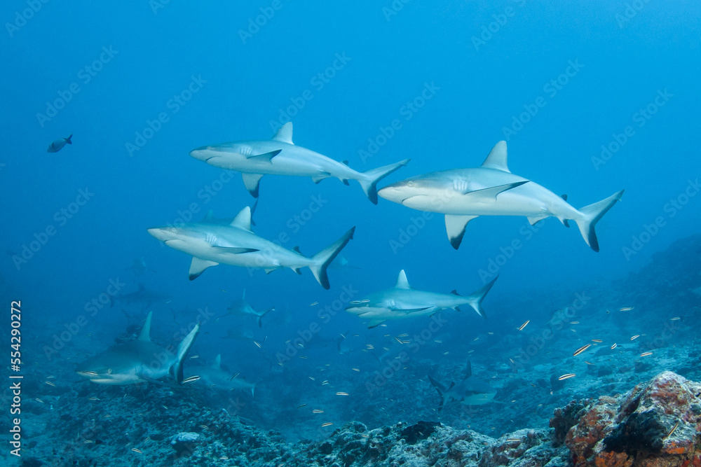 Group of grey reef shark
