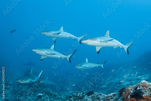 Group of grey reef shark © Tropicalens