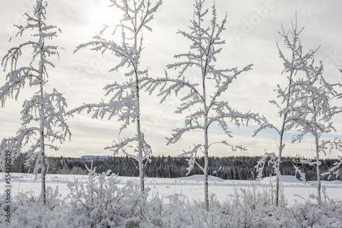 Wallpaper Mural Snow-covered trees in a row with a snow-covered field and forest in the background; Thunder Bay, Ontario, Canada Torontodigital.ca