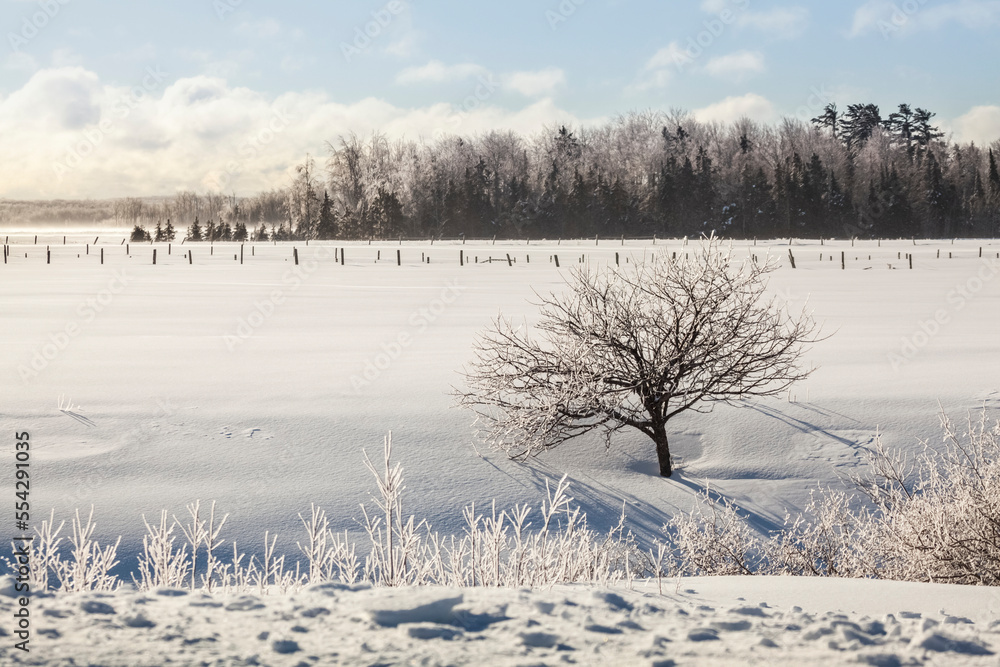 Ice-covered trees and a snowy field with fences; Sault St. Marie, Michigan, United States of America Ice-covered trees and a snowy field with fences; Sault St. Marie, Michigan, United States of America
