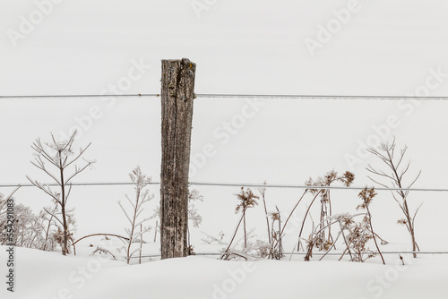 Ice-covered plants and fence; Sault St. Marie, Michigan, United States of America