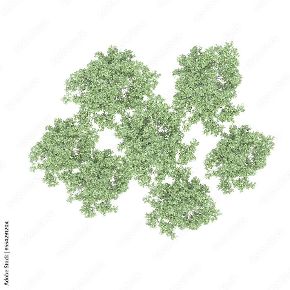 group of trees, top view, isolated on white background, 3D illustration, cg render group of trees, top view, isolated on white background, 3D illustration, cg render