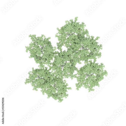 group of trees, top view, isolated on white background, 3D illustration, cg render