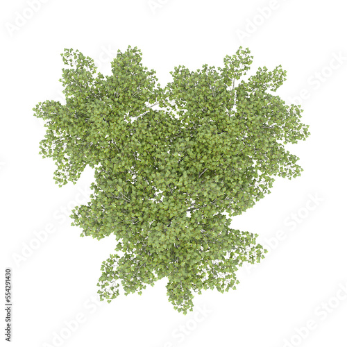 group of trees, top view, isolated on white background, 3D illustration, cg render