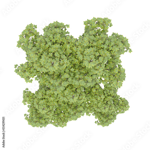group of trees  top view  isolated on white background  3D illustration  cg render
