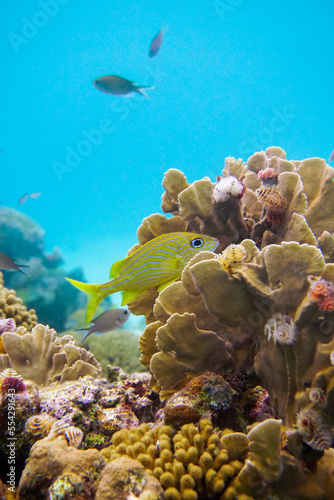 A beautiful fish hiding in the colourful coral reef on Curacao island in the Caribbean Sea. Scuba Diving underwater photography	