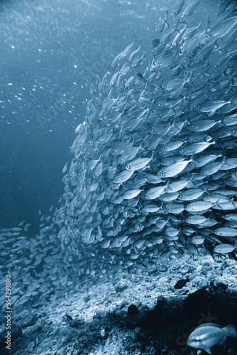 A large bait-ball school of silver fish swimming in the blue waters of the Caribbean sea in Curacao. This group of fishes is better known as bait ball	