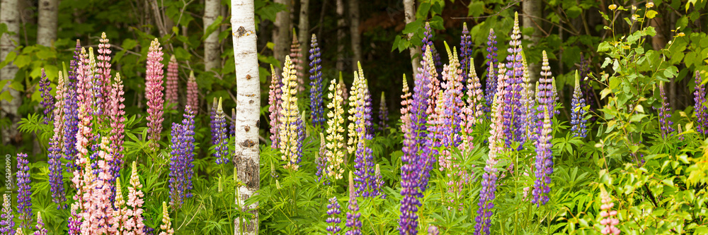 Blossoming lupines in a forest in purple, pink and yellow; Thunder Bay, Ontario, Canada Blossoming lupines in a forest in purple, pink and yellow; Thunder Bay, Ontario, Canada