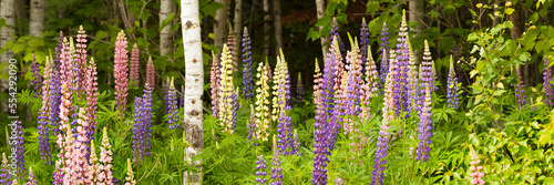 Blossoming lupines in a forest in purple, pink and yellow; Thunder Bay, Ontario, Canada