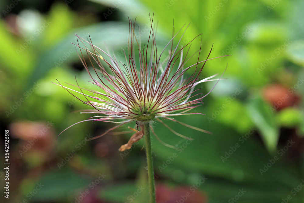 Closeup of a Pasque flower, Derbyshire England
