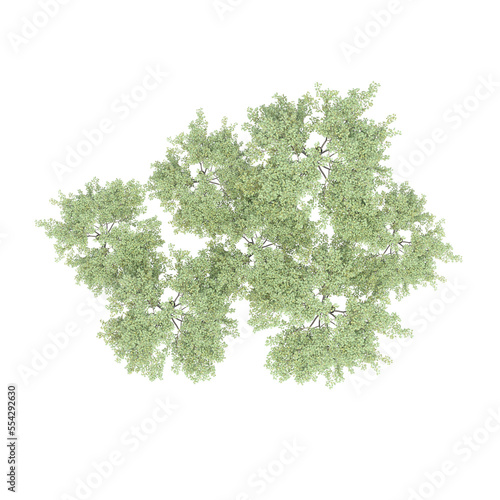 group of trees, top view, isolate on a transparent background, 3d illustration