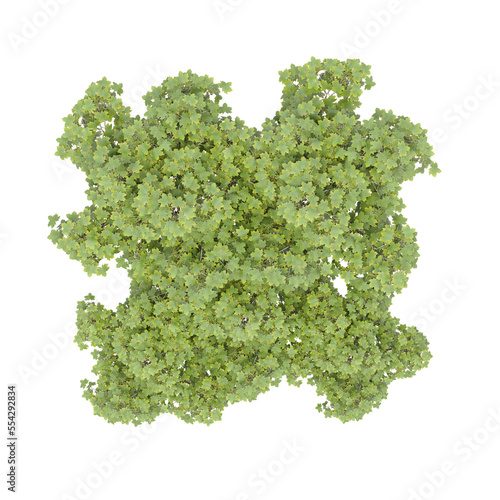 group of trees  top view  isolate on a transparent background  3d illustration