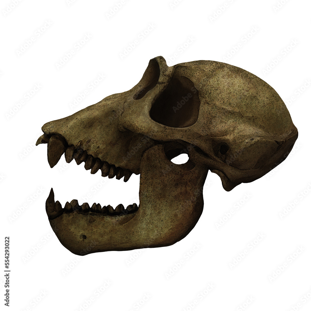 Obraz premium Gorilla Primate Skull Fossil Digital Art By Winters860 Isolated, Transparent Background 