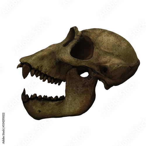 Gorilla Primate Skull Fossil Digital Art By Winters860 Isolated, Transparent Background 