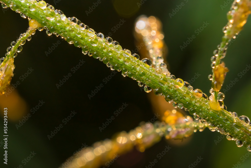 Naklejka premium Beautiful close up of dew drops on green grass . Macro image of transparent rain drops on leaves with blurred background and selective focus .