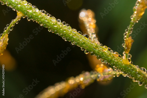 Beautiful close up of dew drops on green grass . Macro image of transparent rain drops on leaves with blurred background and selective focus .