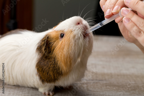 Veterinarian in the clinic gives guinea pig vitamins from syringe