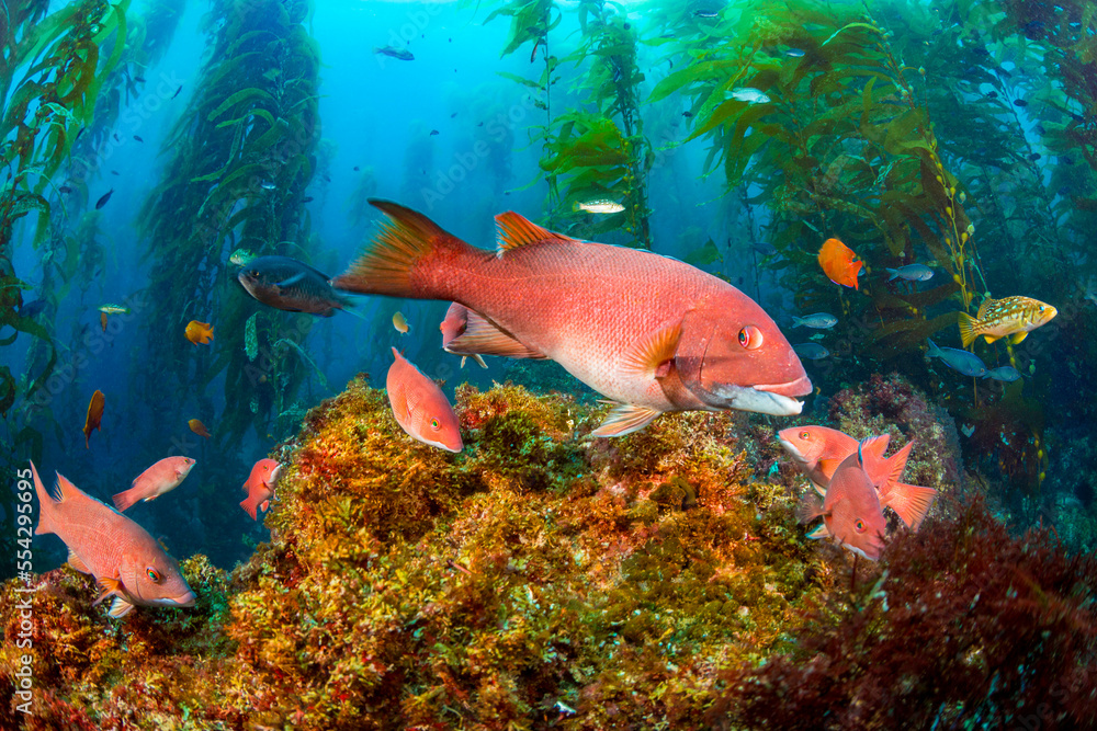 A female sheephead (Semicossyphus pulcher) and miscellaneous reef fish, are pictured in a forest of giant kelp (Macrocystis pyrifera) off Santa Barbara Island; California, United States of America A female sheephead (Semicossyphus pulcher) and miscellaneous reef fish, are pictured in a forest of giant kelp (Macrocystis pyrifera) off Santa Barbara Island; California, United States of America