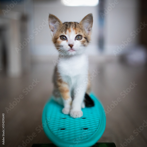 Portrait of little adorable tricolor kitten proudly standing on skateboard at home