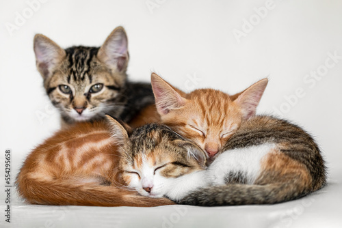 Fototapeta Naklejka Na Ścianę i Meble -  Portrait of three little adorable kittens (red, tricolor and gray) sleeping together on blanket
