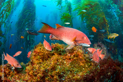 A female sheephead (Semicossyphus pulcher) and miscellaneous reef fish, are pictured in a forest of giant kelp (Macrocystis pyrifera) off Santa Barbara Island; California, United States of America photo