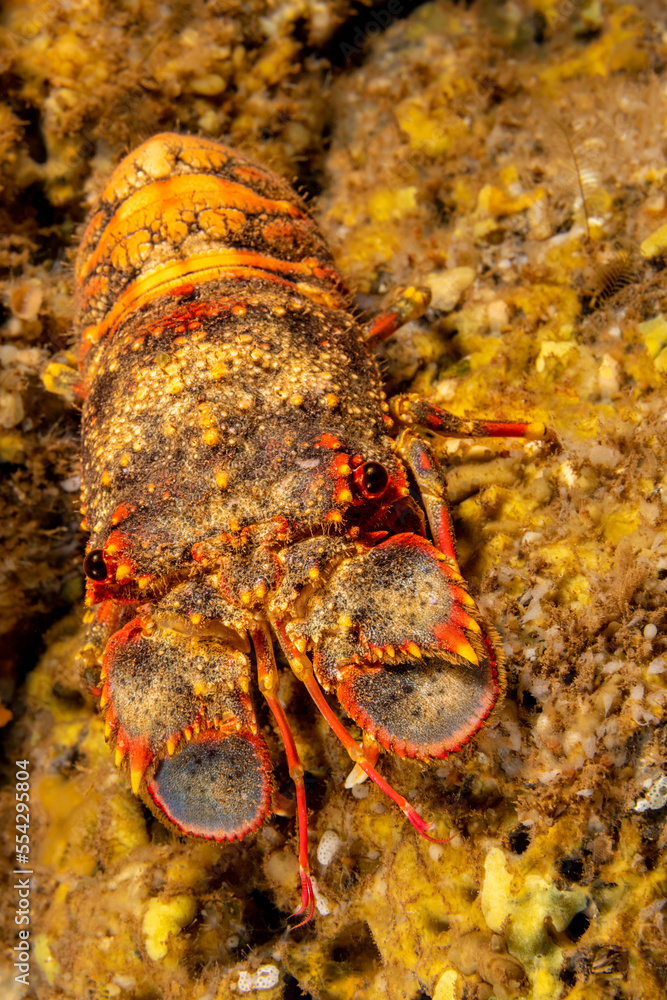Regal slipper lobster on sale