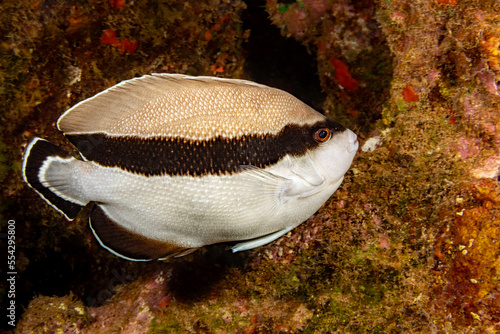 Portrait of a bandit angelfish (Holacanthus arcuatus) found only in Hawaii. In the angelfish family thier color pattern is unique and resembles no other of this genus; Hawaii, United States of America photo