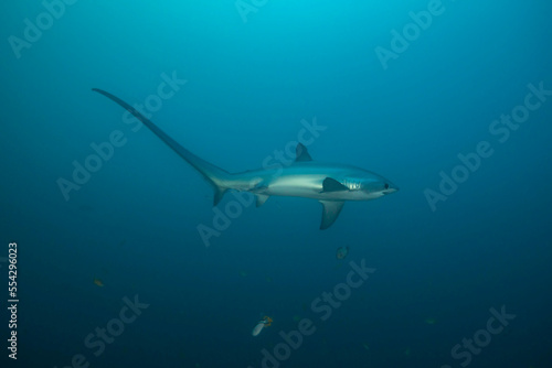 Wallpaper Mural Pelagic thresher shark, Alopias pelagicus, Philippines Torontodigital.ca