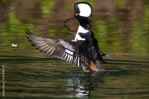 Hooded Merganser