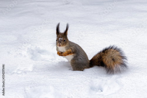 Forest red squirrel with a fluffy tail on white snow in winter time.