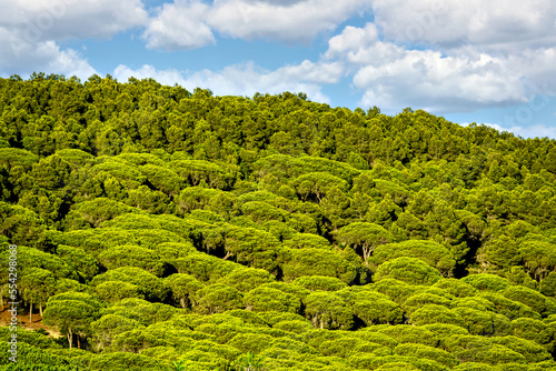 Pine forest of the Natural Park of La Breña, on the Caños de Meca, Barbate, Cadiz