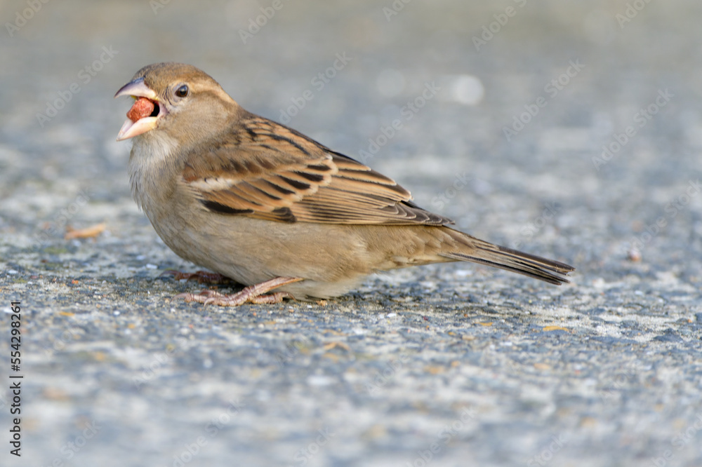 Sparrow bird on the ground Sparrow bird on the ground