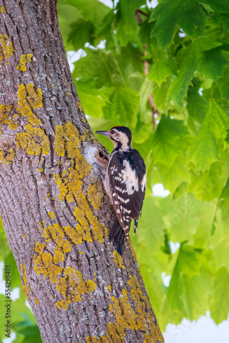 Female Syrian woodpecker, Dendrocopos syriacus, sits on a tree trunk.