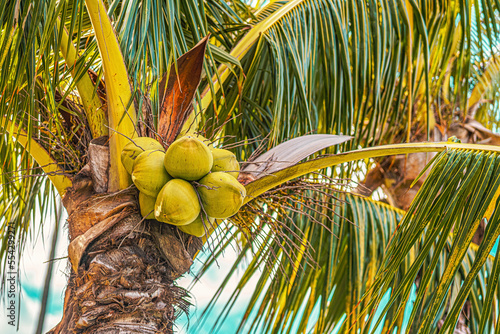 Close-up of coconuts and palm fronds on a coconut palm tree (Cocos nucifera); Maui, Hawaii, United States of America