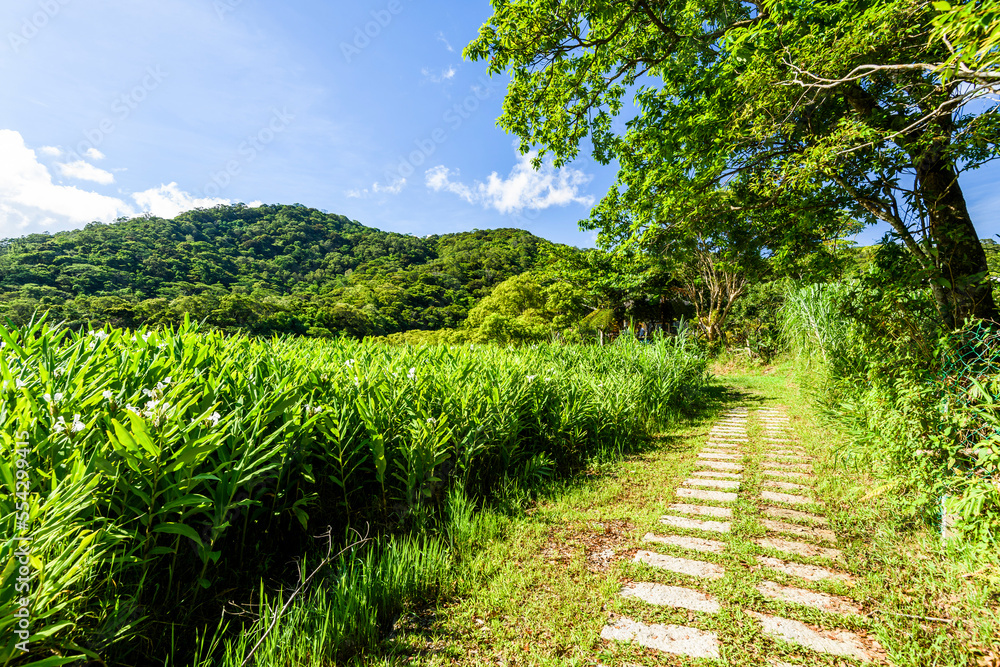 Beautiful Ginger Lily trail in Dongyuan Wetland Park, Pingtung, Taiwan.