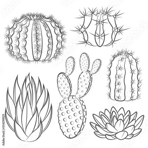 Set of black and white illustrations with cactus and succulent. Isolated vector objects on a white background.