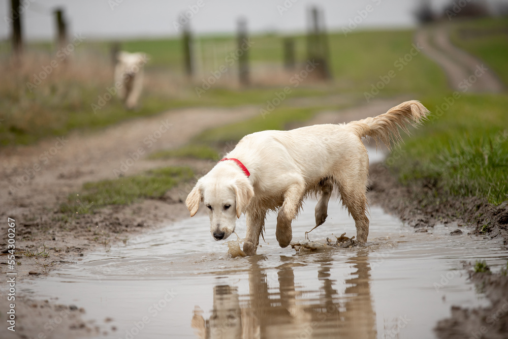Two Labrador dogs run across a green field and play in a puddle Two Labrador dogs run across a green field and play in a puddle