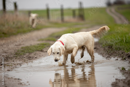Fototapeta Naklejka Na Ścianę i Meble -  Two Labrador dogs run across a green field and play in a puddle