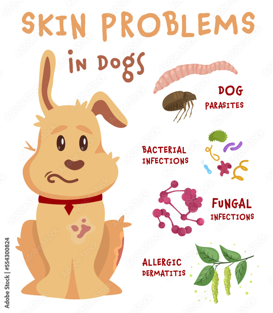 Dog skin problems. Horizontal illustration. Graphic design Dog skin problems. Horizontal illustration. Graphic design